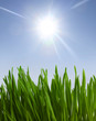 grass and sunlight grass and sunlight