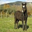 Esperia pony outdoors