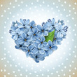 Heart from flowers of a lilac Heart from flowers of a lilac