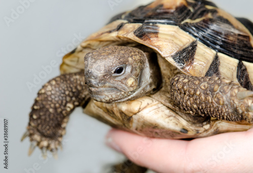 Foto: griechische Landschildkröte als Haustier griechische Landschildkröte als Haustier