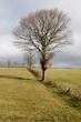 Arbre Solitaire Arbre Solitaire