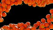 Two Tomatoe Cherry flows with slow motion. Alpha is included