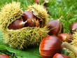 Foto: Esskastanien Esskastanien