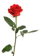 Red rose with water drops it is isolated on a white background