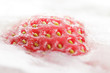 Strawberry partially frosen in ice