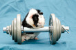 muscle pig