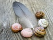 Feder und Schneckenhäuser