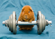 guinea power reloaded