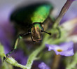 tree-beetle