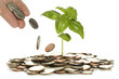 Foto: money tree money tree