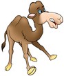 Illustration: Camel - Colored Cartoon illustration Camel - Colored Cartoon illustration