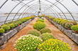 Greenhouse