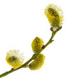 pussy willow branches