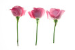 three roses isolated on white background three roses isolated on white background