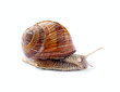 Crawling snail isolated on white background