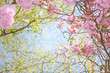 Blossom tree and blue sky