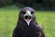 Wüstenbussard