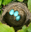 Nest with blue eggs