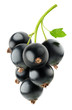 Black currants isolated on white