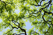 Sky,sunlight,artistic and abstract branch