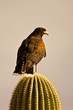 Harris's Hawk on Cactus
