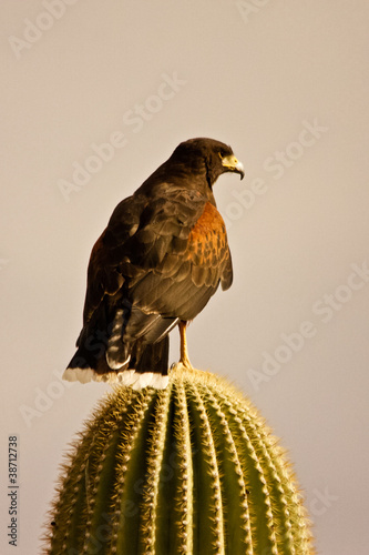 Photo: Harris's Hawk on Cactus Harris's Hawk on Cactus