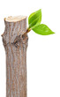 Dry branch with leaf buds Dry branch with leaf buds