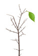 Dry branch with green leaf Dry branch with green leaf