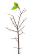 Dry branch with leaf buds Dry branch with leaf buds