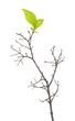 Dry branch with leaf buds Dry branch with leaf buds