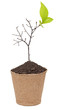 Dry branch with buds of leaves in a pot Dry branch with buds of leaves in a pot