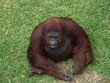 Monkey 'Orangutan' in a zoo.