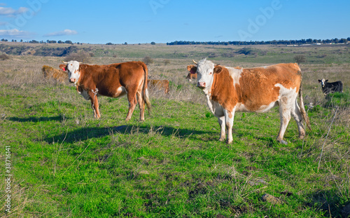 Photo: Cows on the Field Cows on the Field