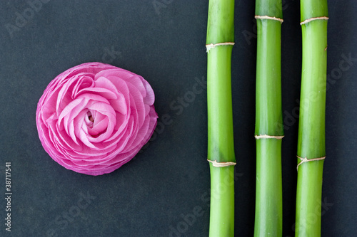 Photo: rose und bambus rose und bambus