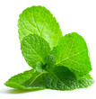 Mint leaf close up on a white background