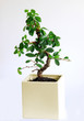 Bonsai