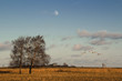 Foto: Landschaft mit Schwänen und Mond Landschaft mit Schwänen und Mond