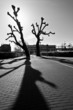 Shadow of a trees on the street