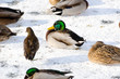 Foto: Enten auf vereistem See, Schnee Enten auf vereistem See, Schnee
