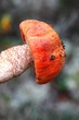 mushroom