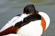 sleeping duck