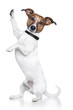 dog high five