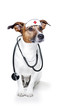 dog with a stethoskope