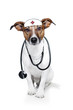 dog with a stethoskope