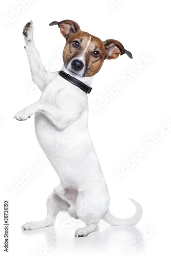 Photo: dog high five dog high five