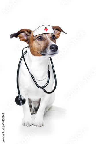 Foto: dog with a stethoskope dog with a stethoskope