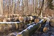 Foto: Holzernte Holzernte