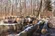 Foto: Holzernte Holzernte