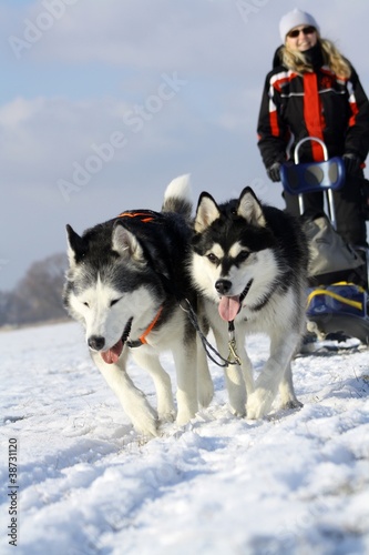 Foto: Wintersport mit Schlittenhunden Wintersport mit Schlittenhunden