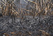 Brulage roselière Brulage roselière
